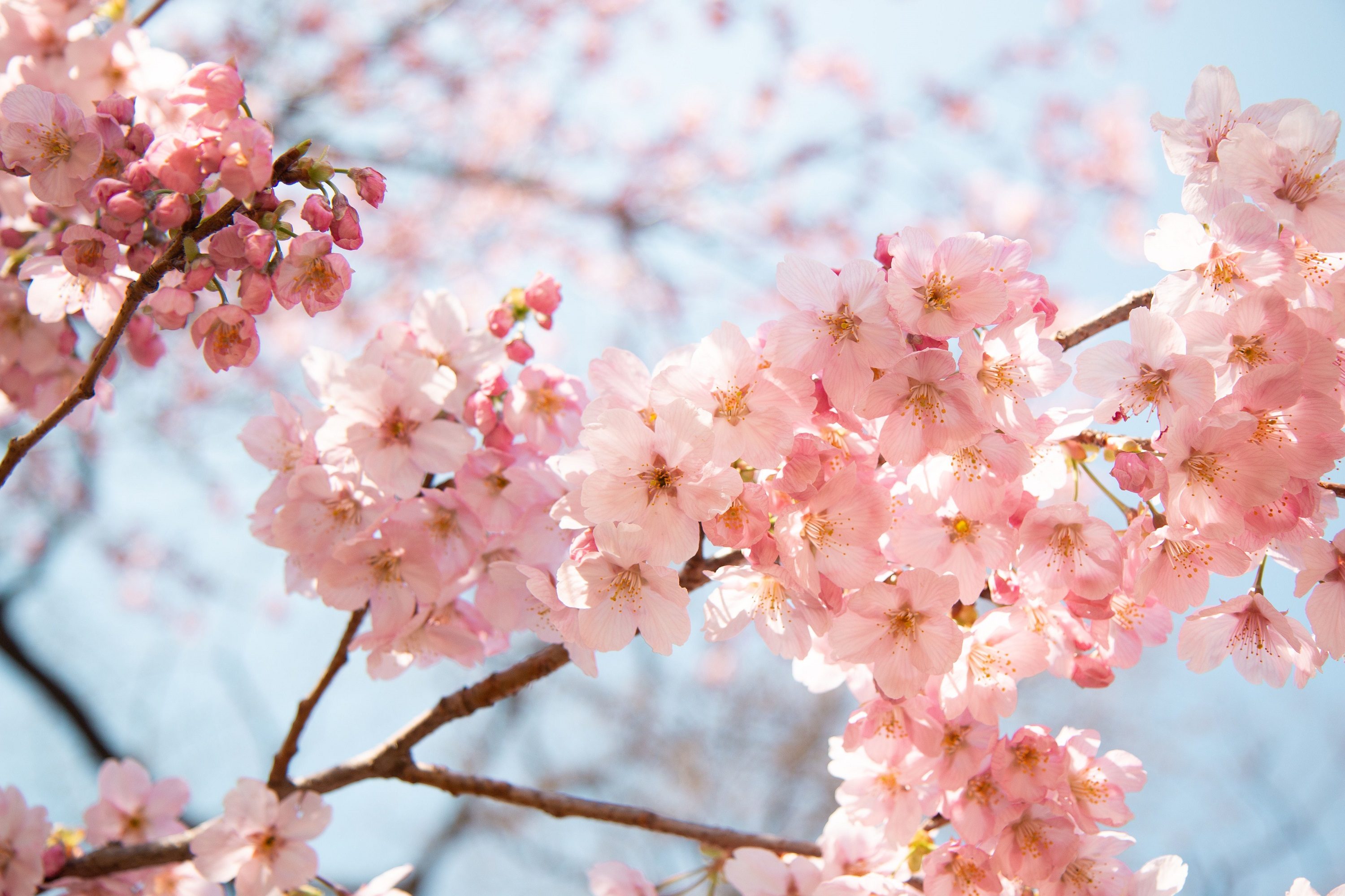 桜