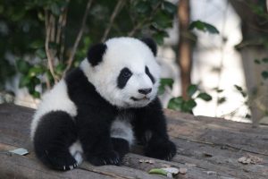 上野動物園のパンダ動画が人気　「どっこいしょ」と座りなおす姿が最強