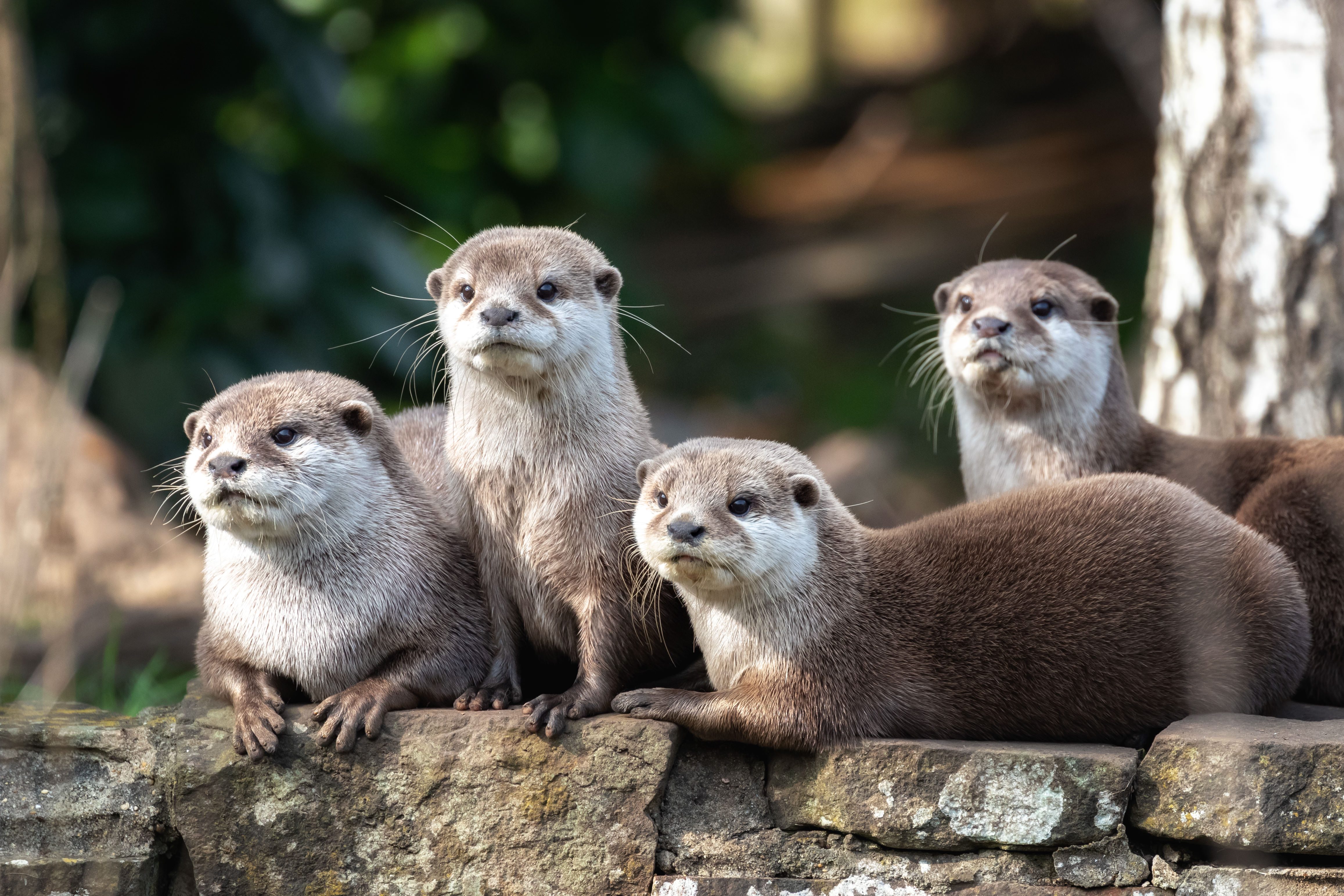 コツメカワウソ