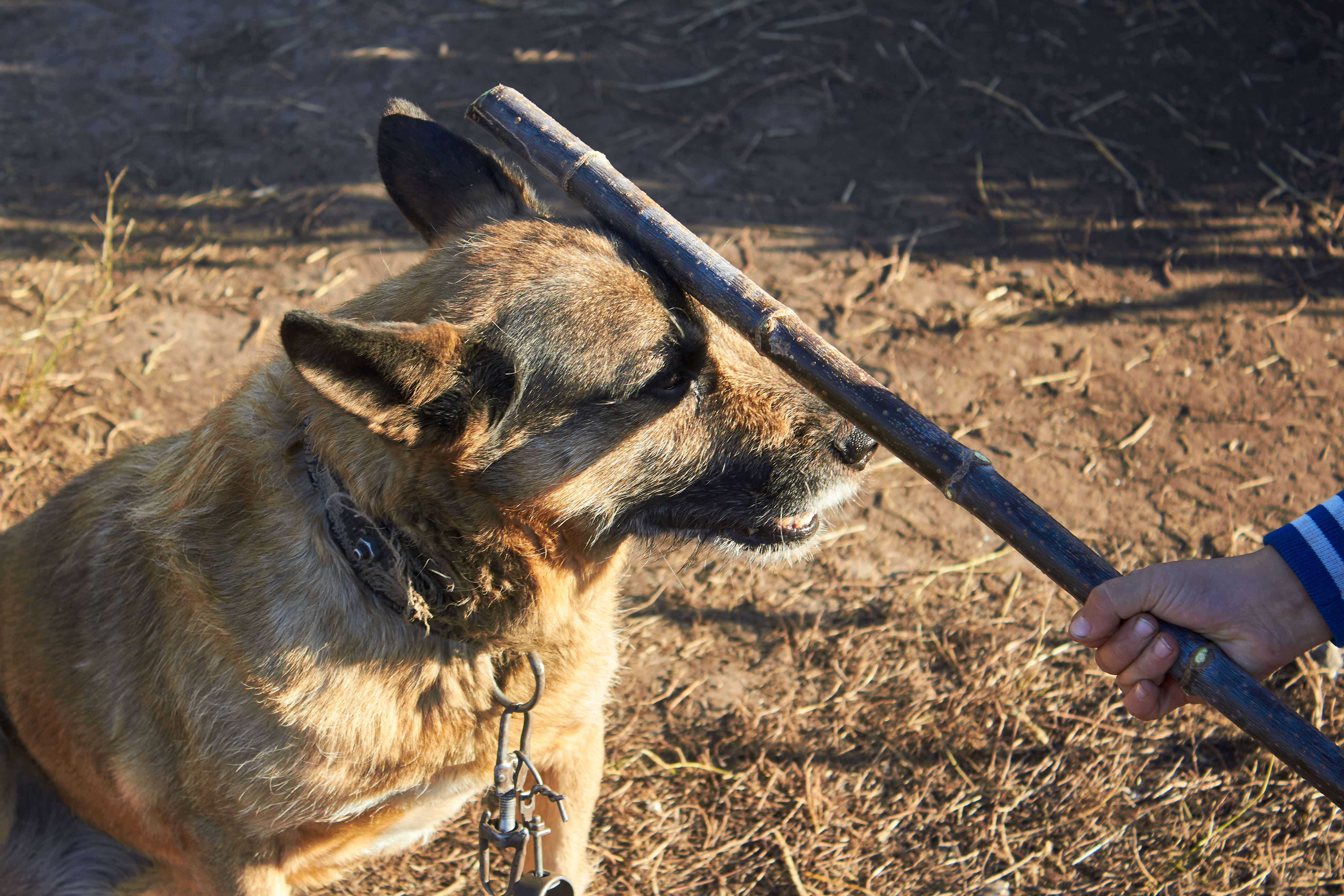 犬を殴る動画を公開した最低な飼い主 逮捕 実刑の可能性も ニュースサイトしらべぇ