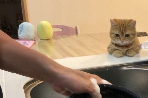 「見てて飽きないんだニャン…」　皿洗いをじっと眺める猫がキュート過ぎた