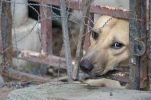 中国「犬肉祭り」は新型コロナの影響なし？　開催・中止のどちらも報じない理由は…