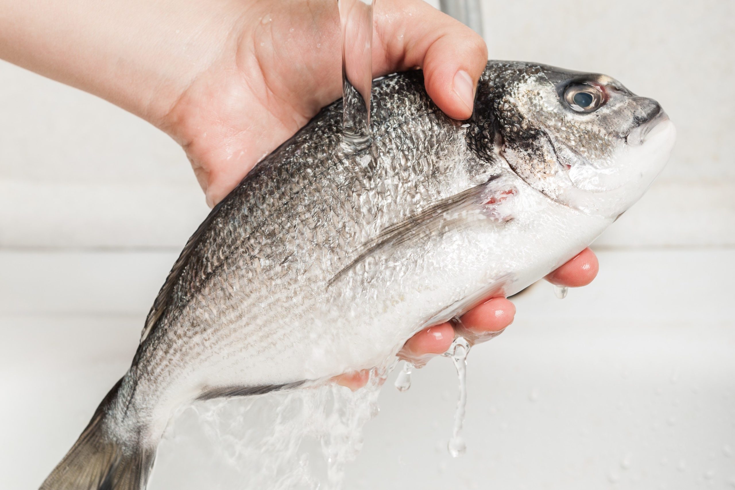 生魚
