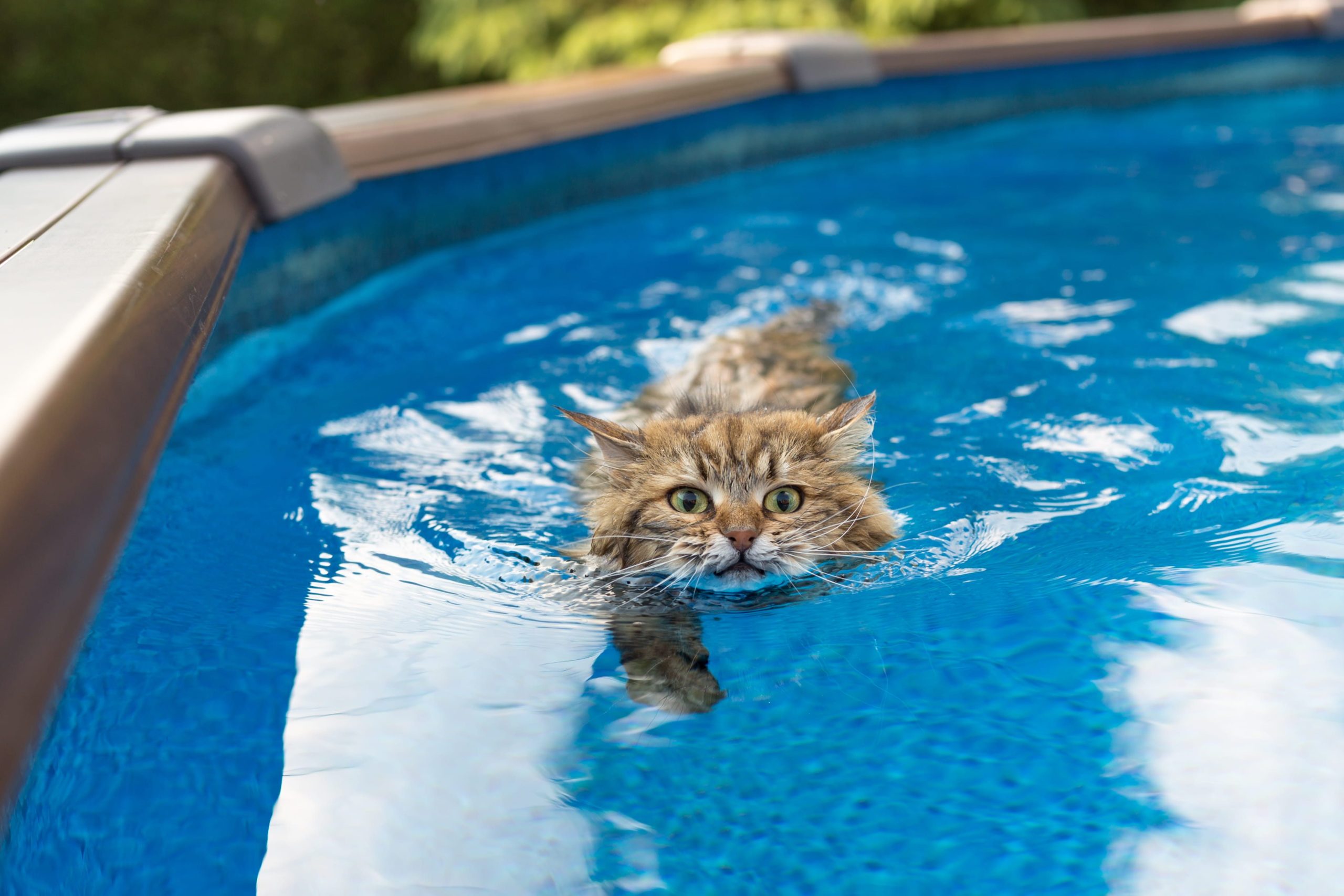 Люблю водичку. Кот плывет. Кошка плавает. Котик в бассейне. Басс для кошки.