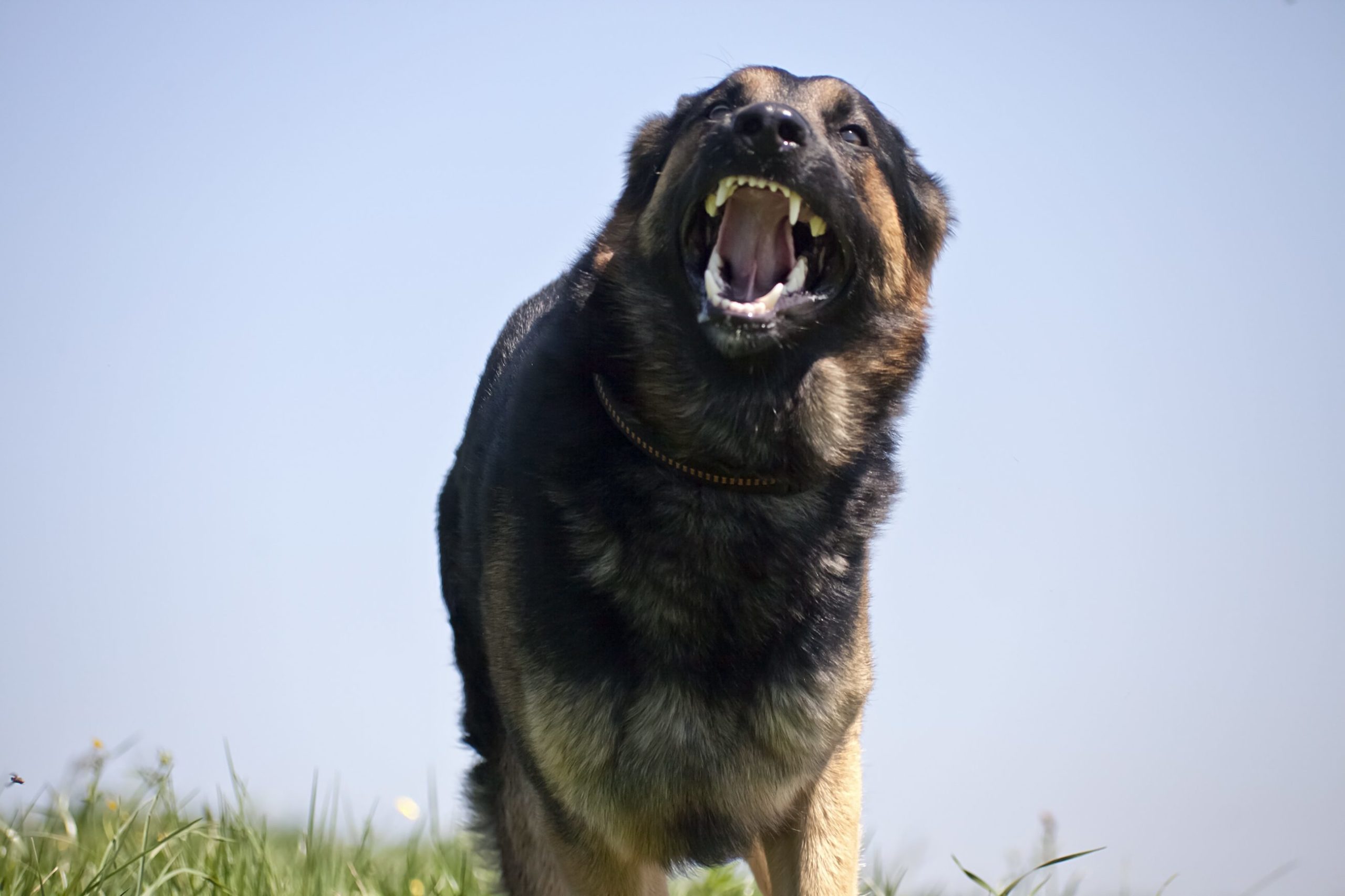 2歳児が犬に性器や肛門を噛み切られ全身に重傷 両親に非がある可能性も ニュースサイトしらべぇ