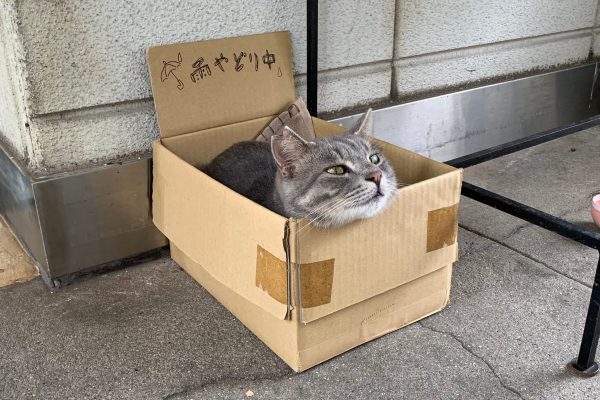 猫