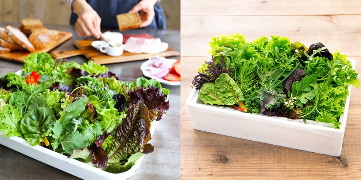 sirabee20201021gochisochannel4