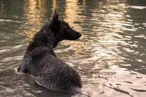 犬・水泳
