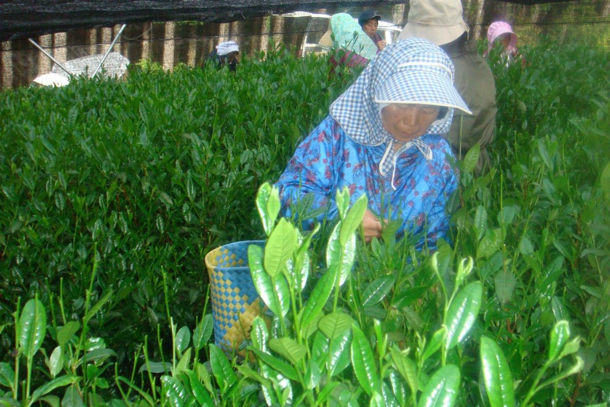 茶葉生産風景