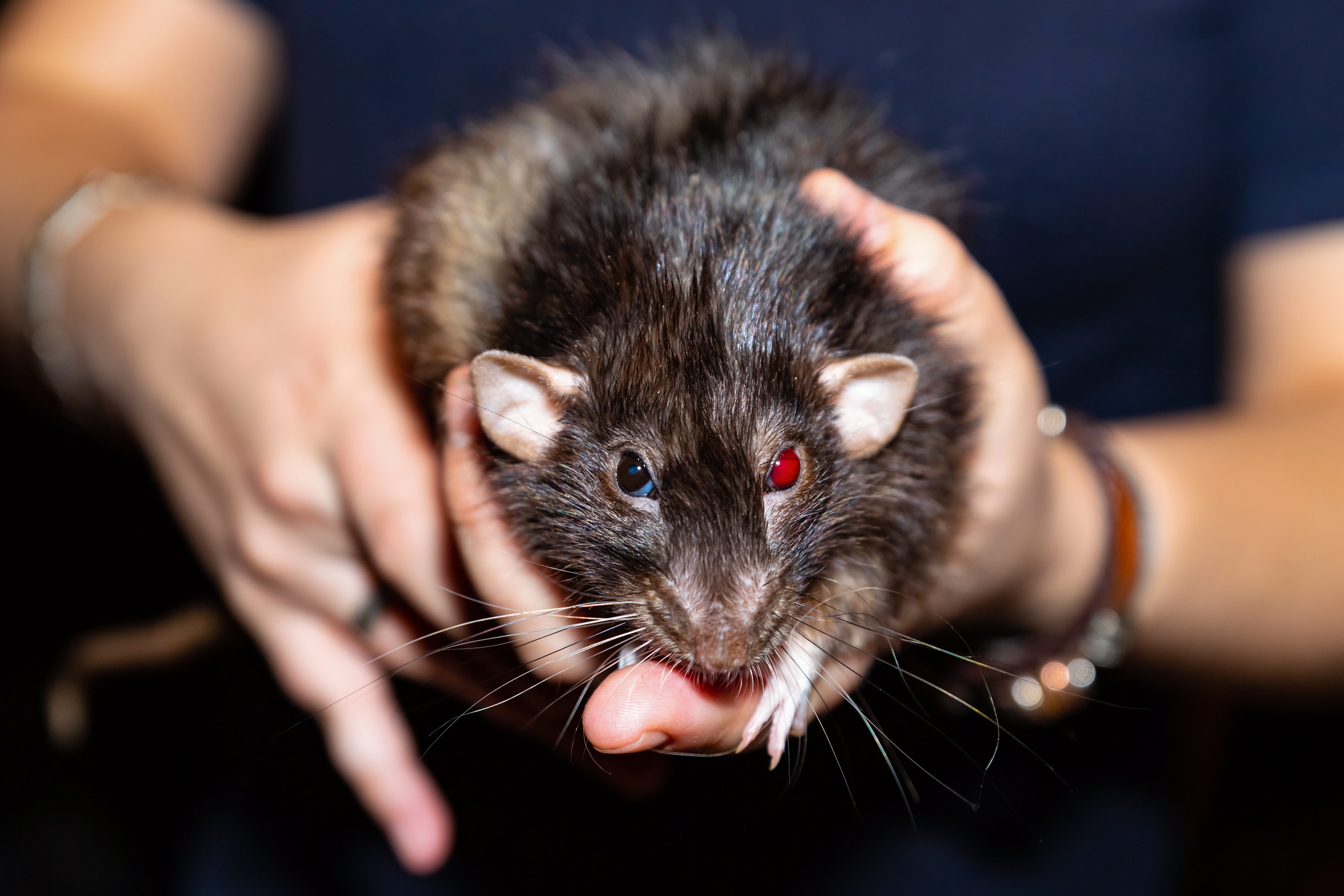 猫サイズの巨大ネズミが深夜の寝室にu2026 噛まれて流血の一歳児が救急搬送 