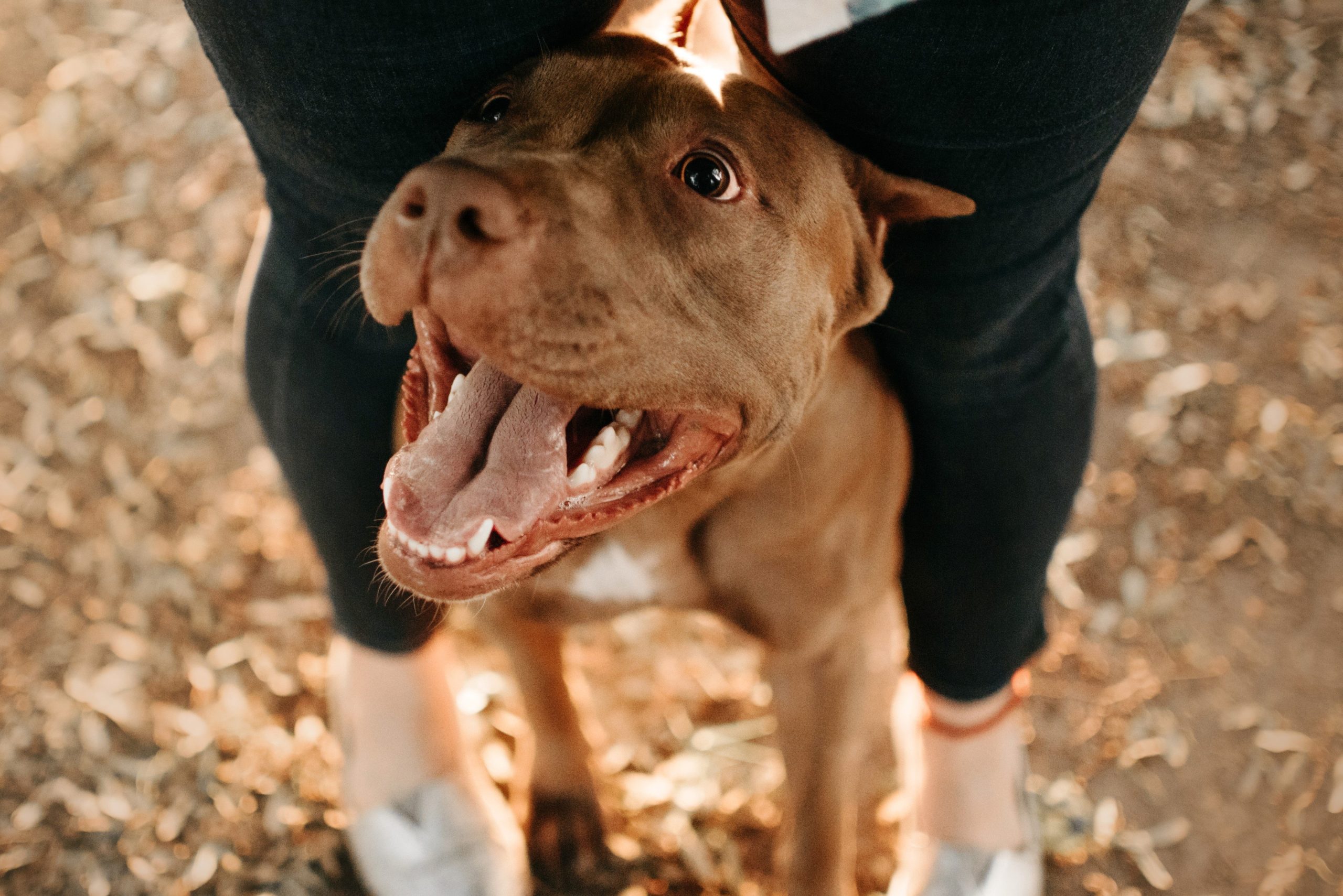 補助犬 に噛まれた3歳女児が顔を縫う大ケガ 飼い主はまさかの逃走 ニュースサイトしらべぇ