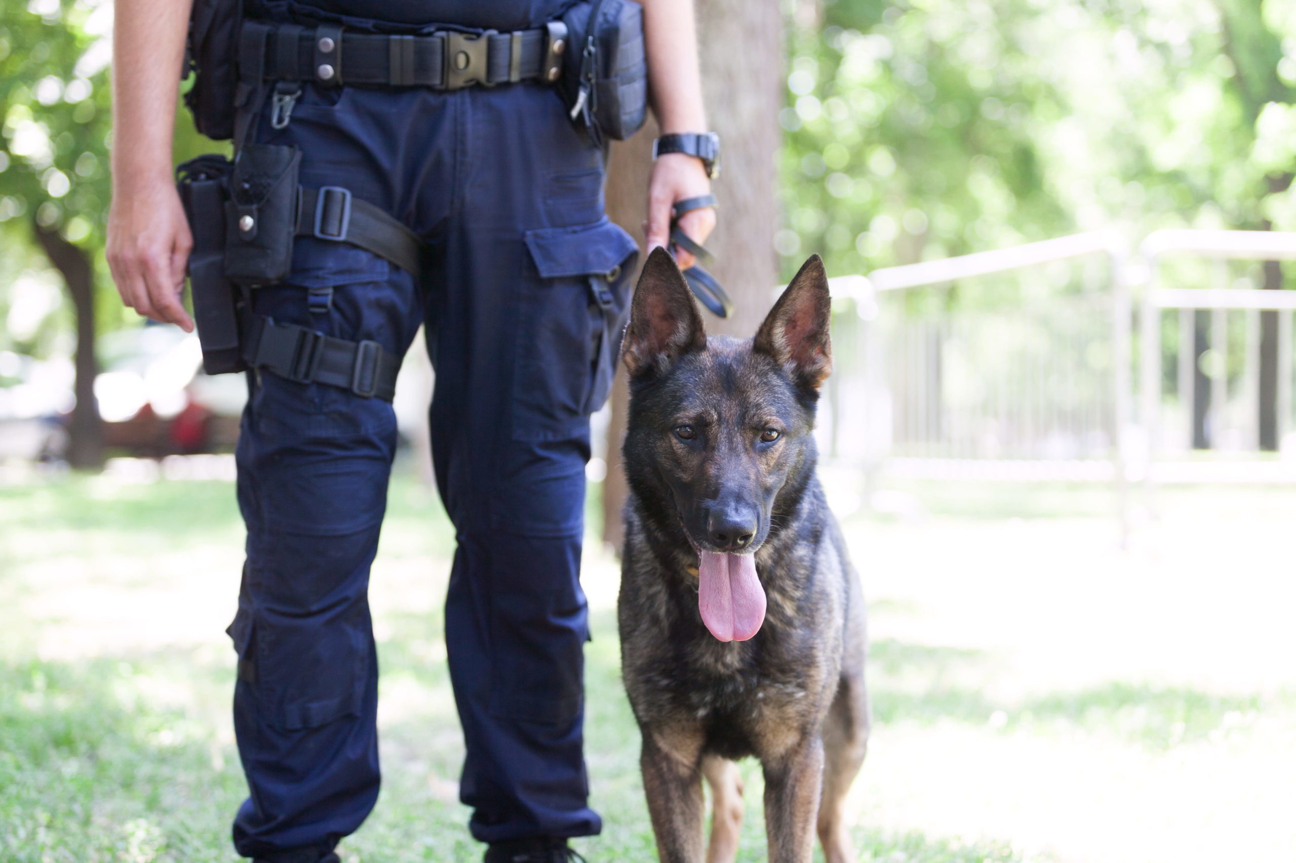 警官が犬にパンチを連打 目撃者が撮影 公開した衝撃動画に人々が激怒 ニュースサイトしらべぇ