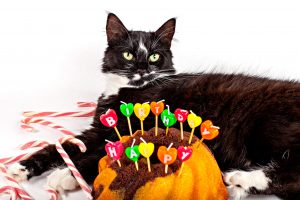 猫の誕生日会