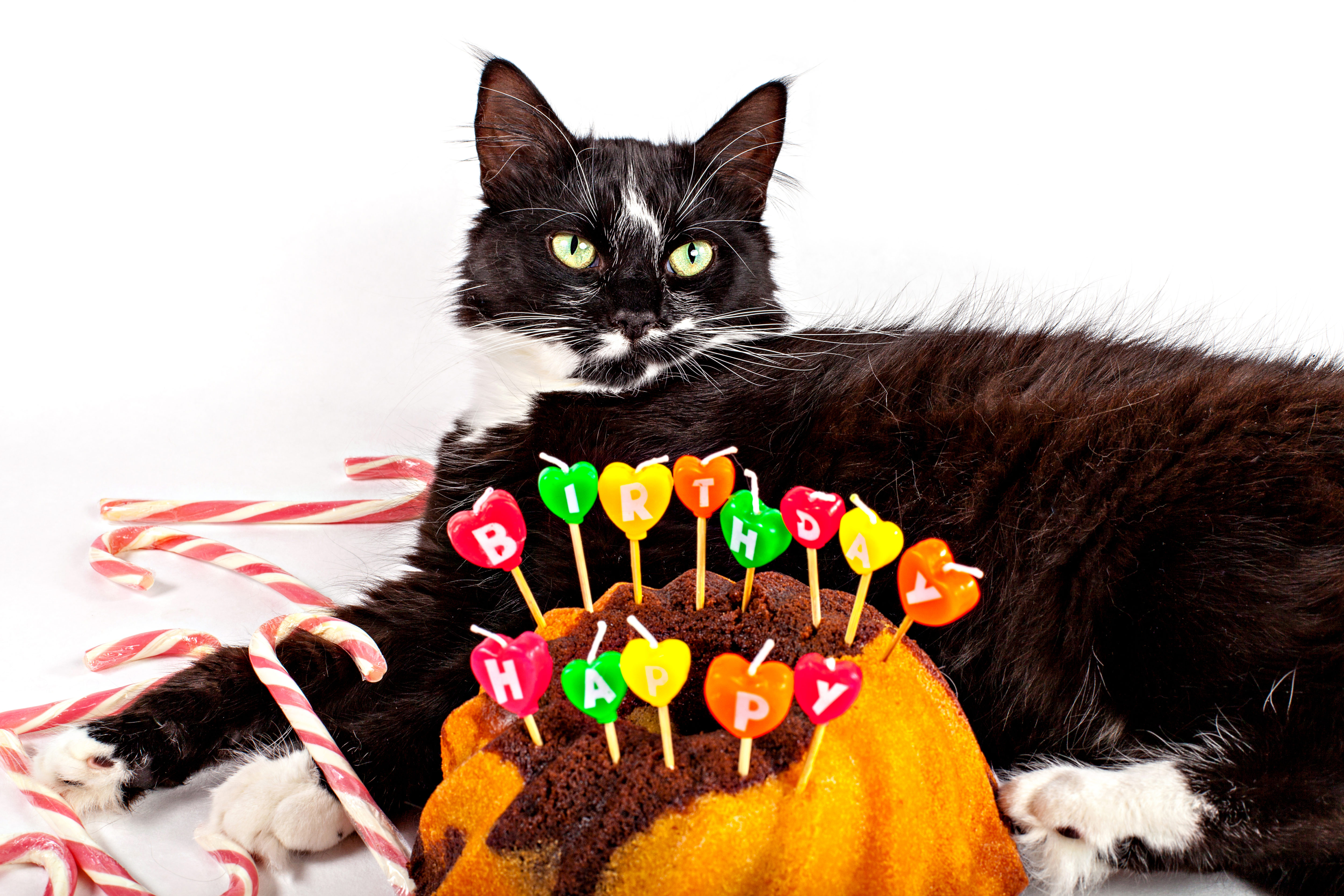 猫の誕生日会でクラスター発生 ゲスト全員の新型コロナ感染に当局も困惑 Sirabee