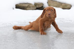 氷の上の犬
