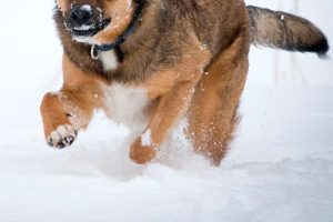 雪と犬