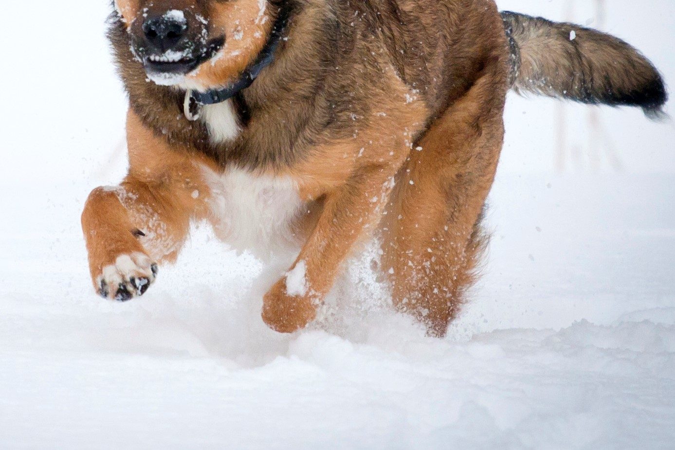 雪に埋もれた飼い主を助けたい 救出に貢献した賢いヒーロー犬が話題に Sirabee
