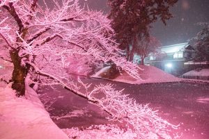 弘前さくらライトアップ