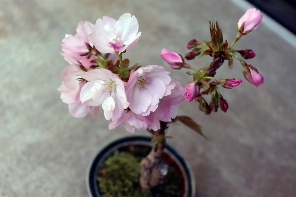 桜・盆栽