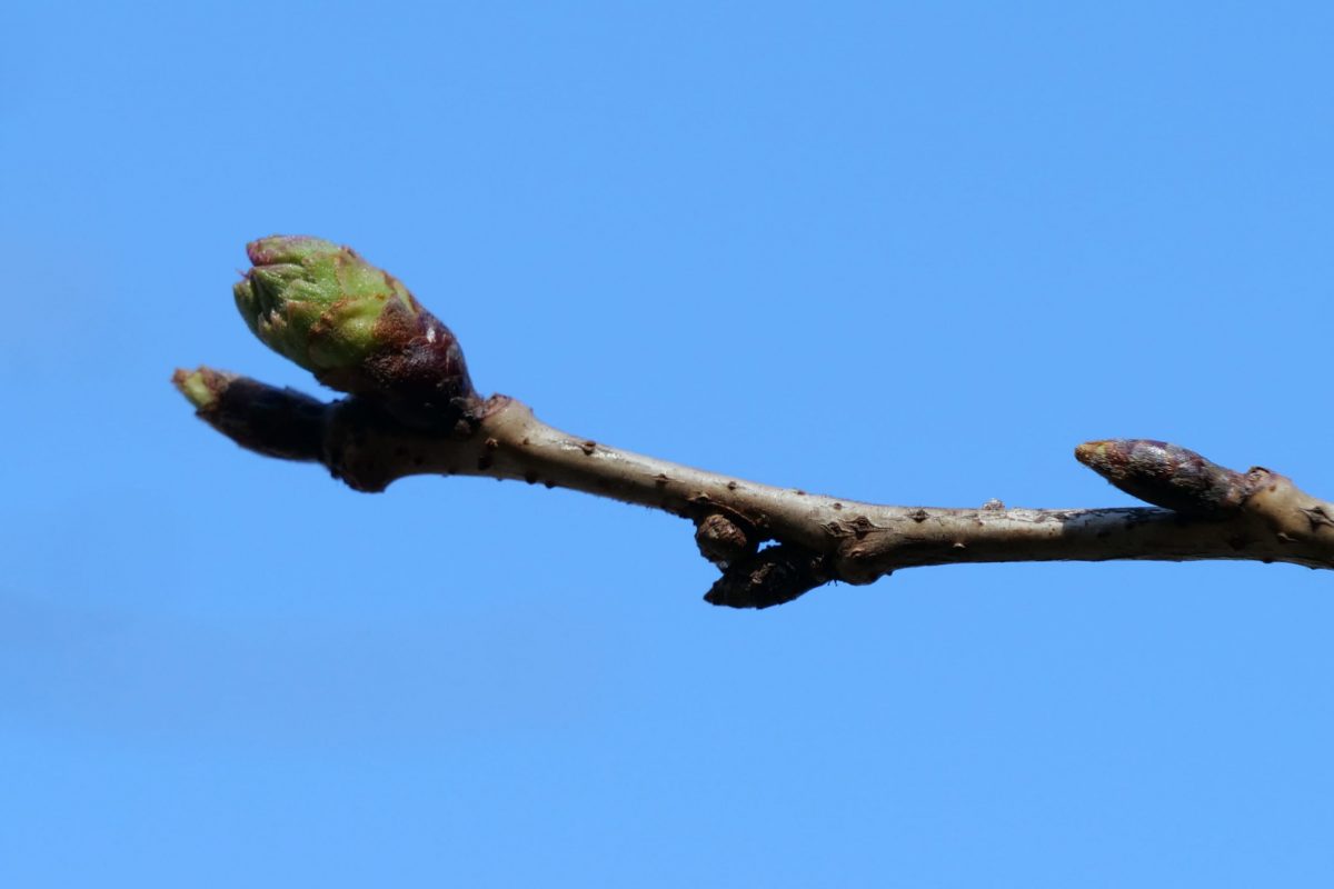 sirabee20210310sakura02