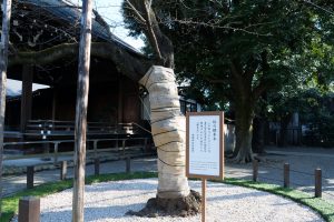 靖国神社・ソメイヨシノ・標本木