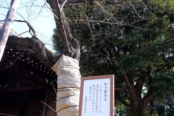 靖国神社・桜・ソメイヨシノ・標本木