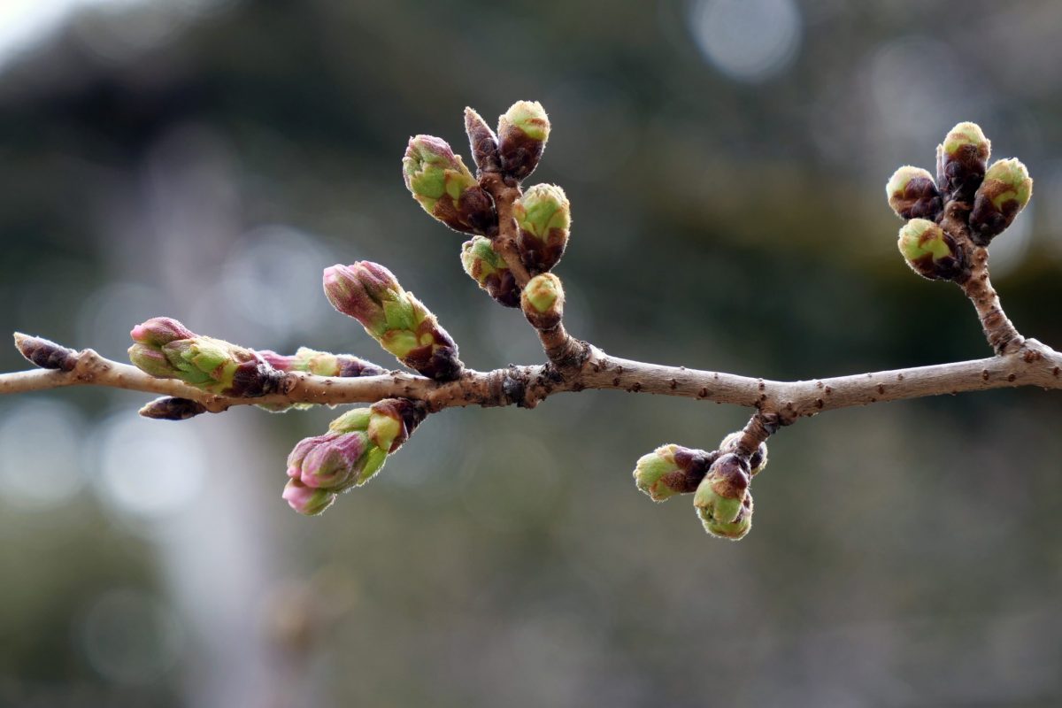 sirabee20210312sakura2