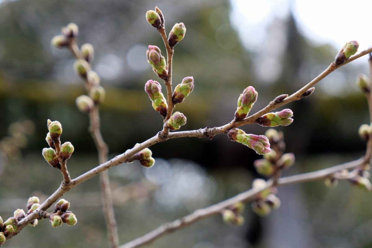 sirabee20210312sakura3