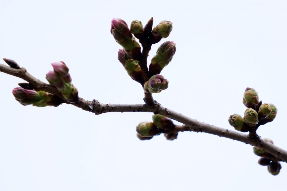 sirabee20210312sakura6