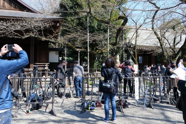 靖国神社・ソメイヨシノ・標本木