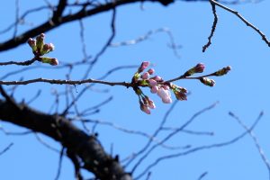 東京で観測史上最も早い桜の開花を発表　気象庁職員には惜しみない拍手も