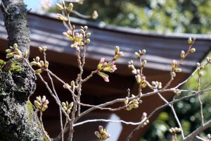 東京、「観測史上最速の開花宣言」ならず　靖国神社の桜、4輪咲くも…