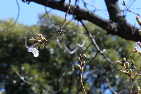 桜・靖国神社・ソメイヨシノ