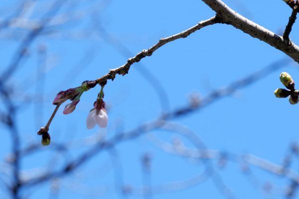 桜・靖国神社・ソメイヨシノ