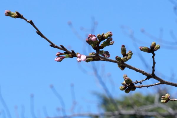 桜・靖国神社・ソメイヨシノ