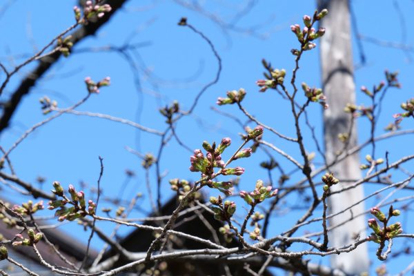 桜・靖国神社・ソメイヨシノ