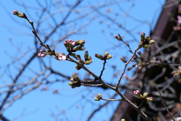 桜・靖国神社・ソメイヨシノ