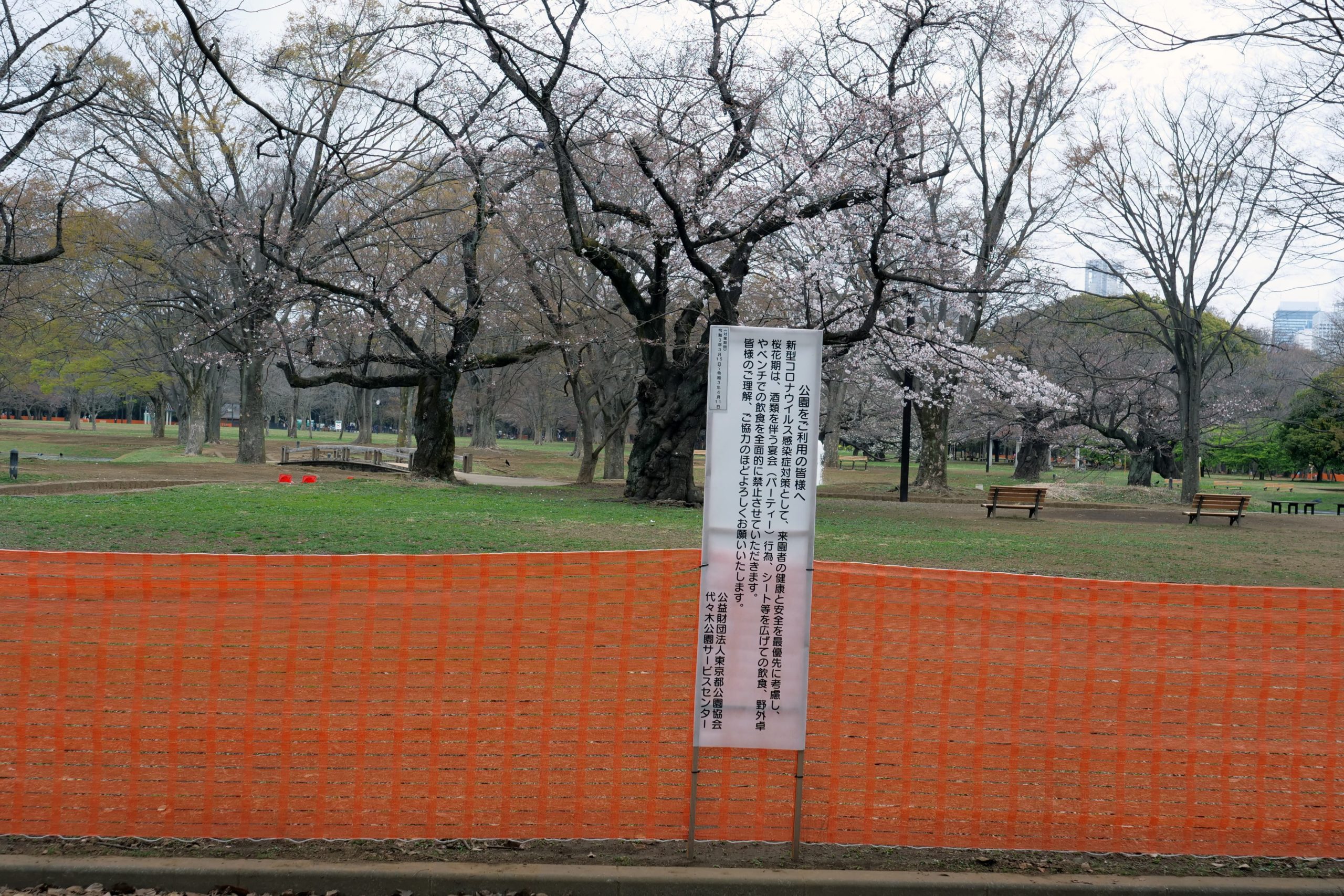 開花後初の週末 代々木公園は 花見禁止 に 酒の持ち込みを注意される人も ニュースサイトしらべぇ