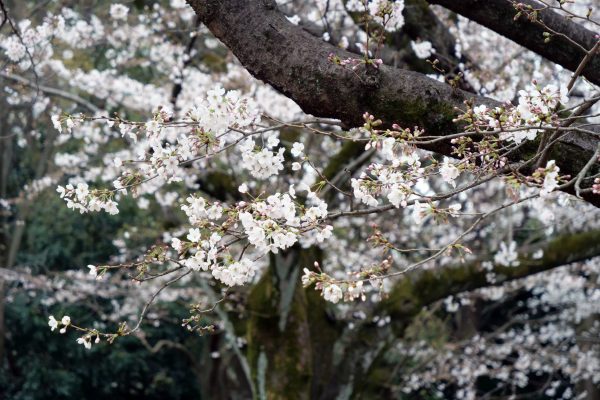 代々木公園・花見