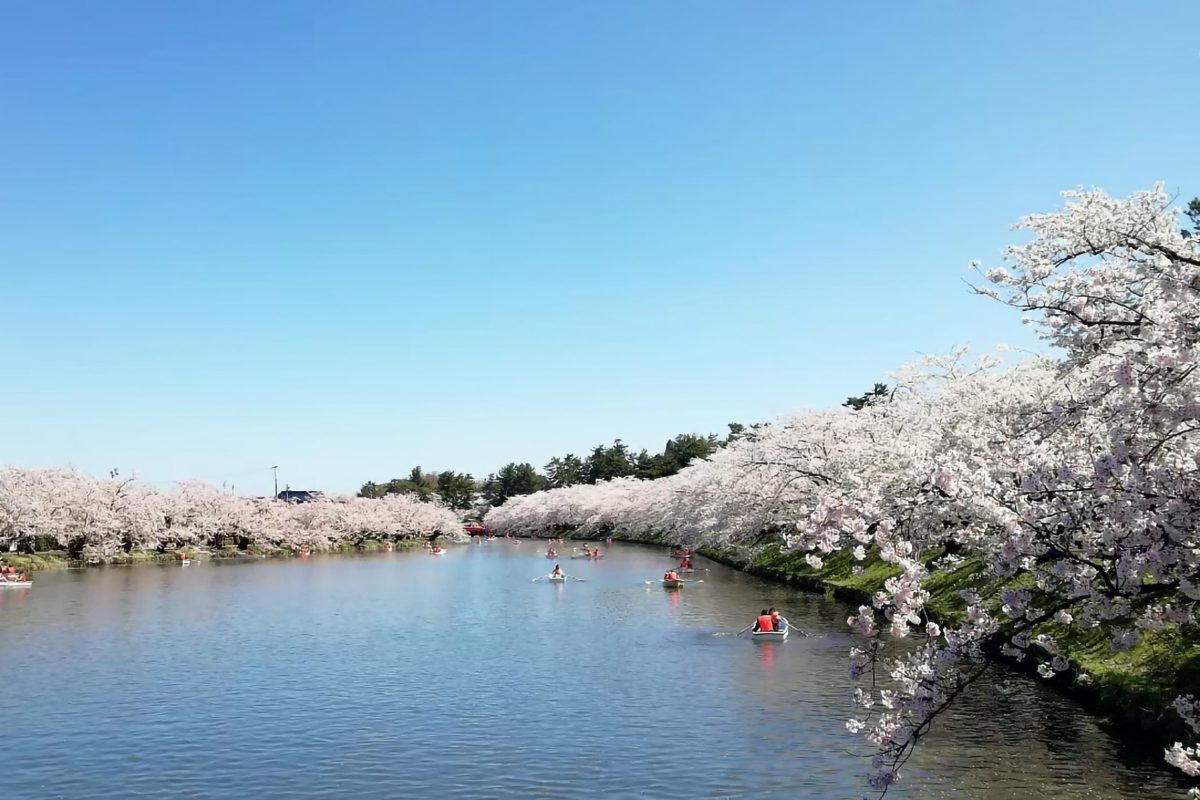 sirabee20210325sakura_hirosaki