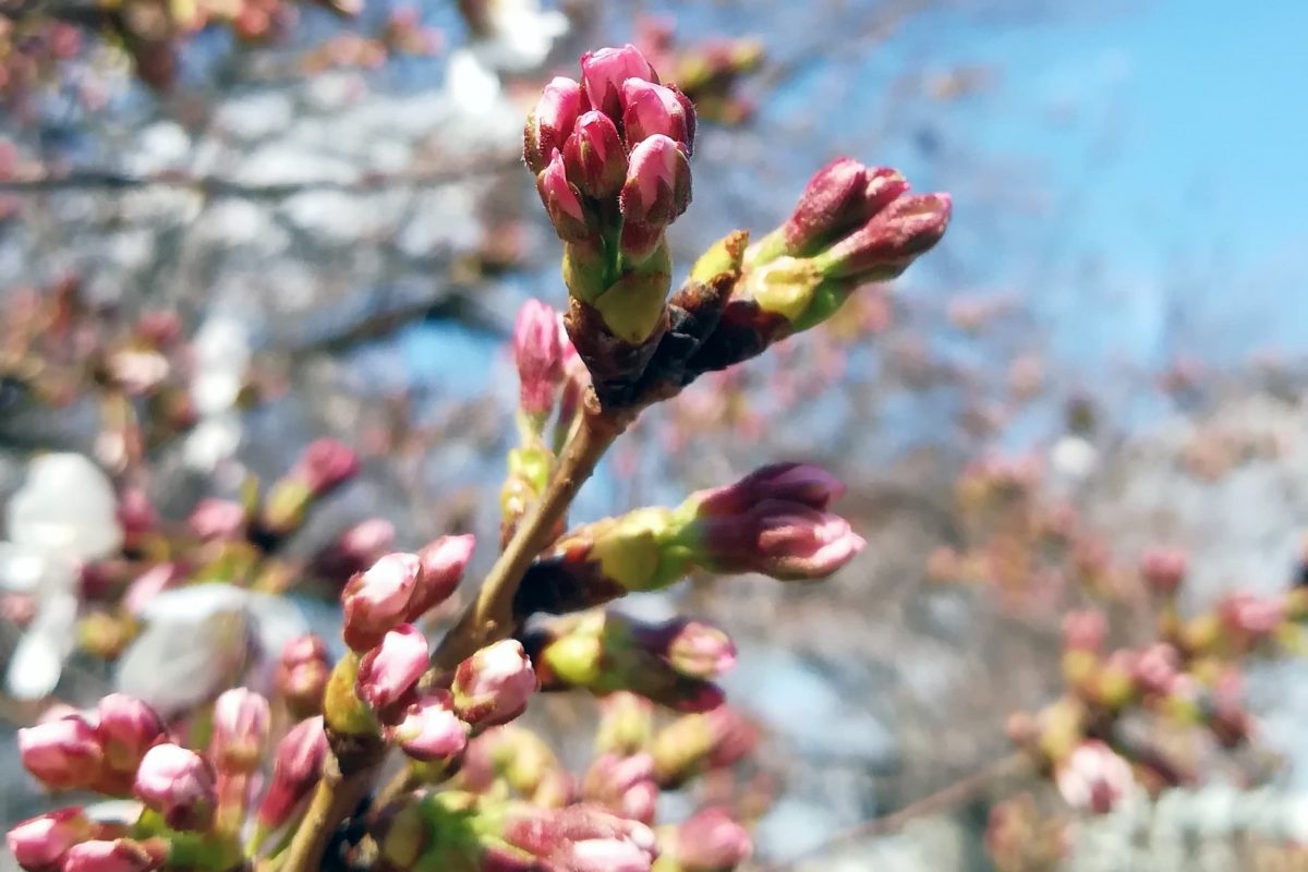 桜