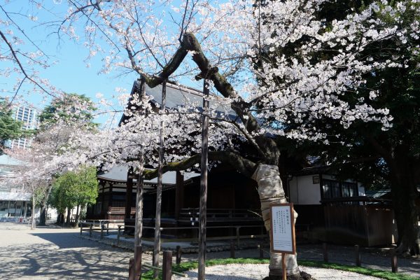 靖国神社・桜・標本木・ソメイヨシノ
