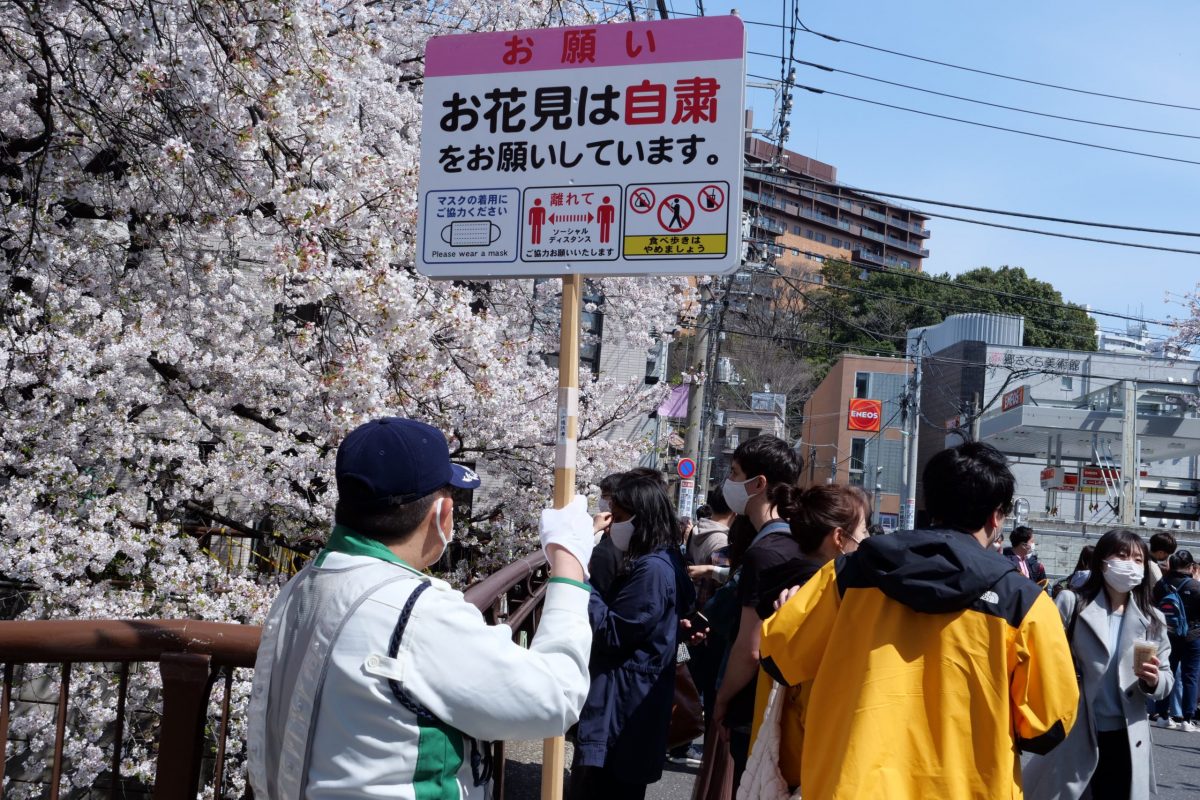 sirabee20210327nakameguro_sakura2