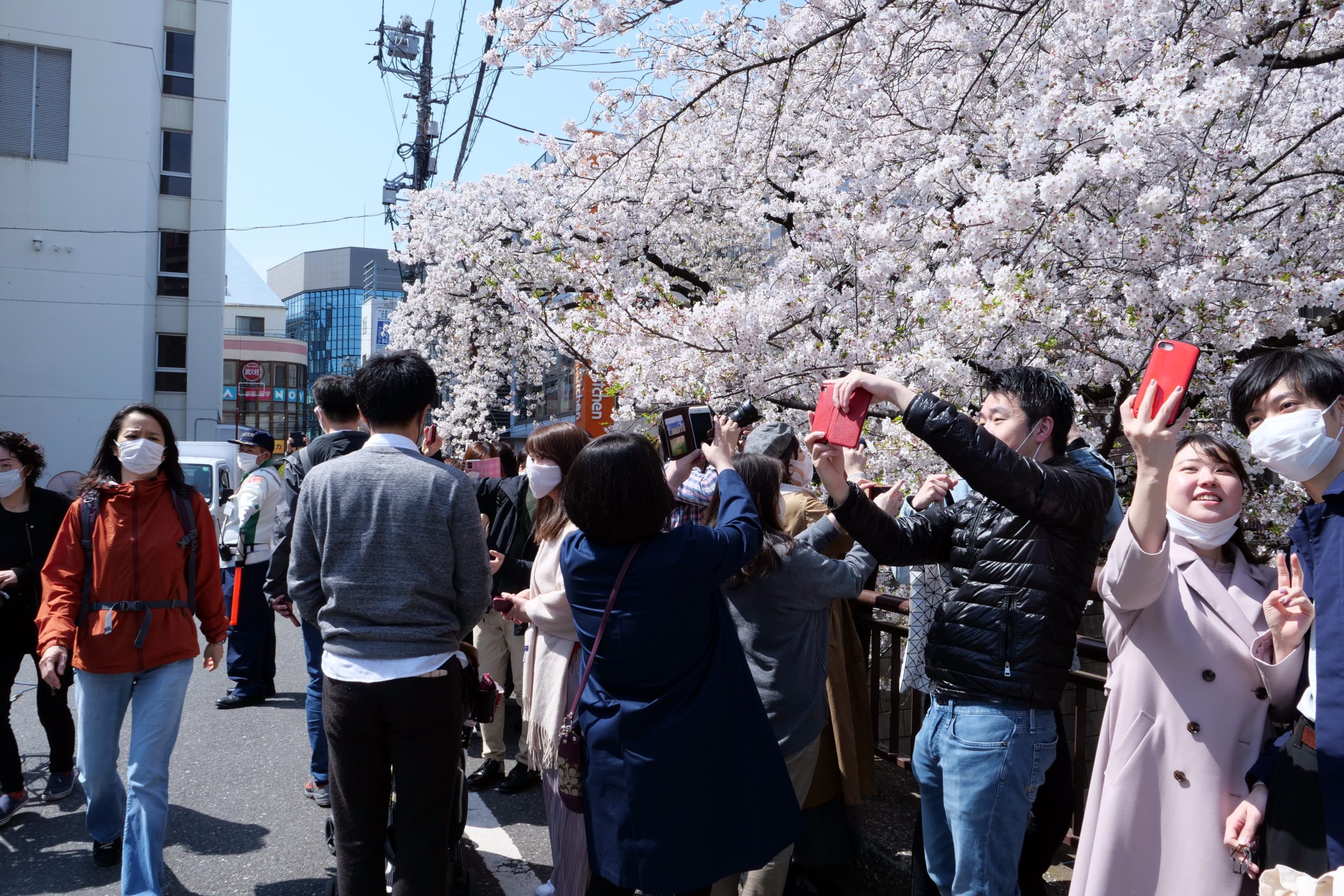 桜満開の中目黒は異常な大混雑 ソーシャルディスタンスゼロで感染再爆発は不可避か Sirabeenakameguro Sakura4