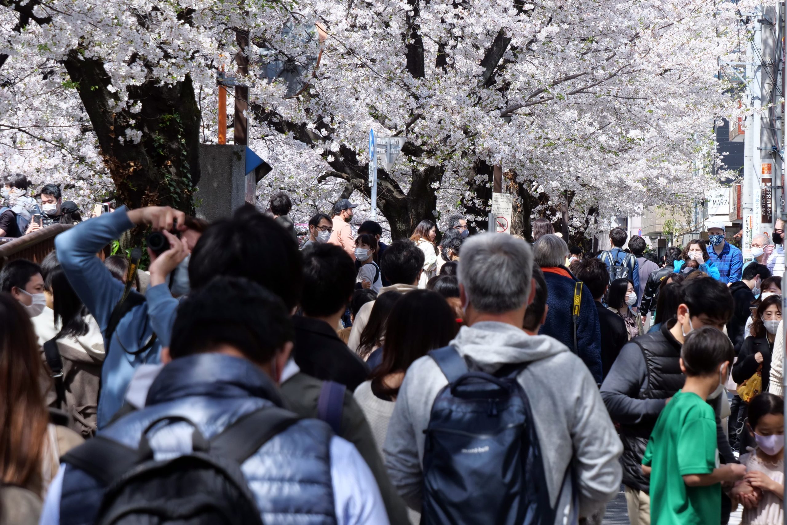 桜満開の中目黒は異常な大混雑 ソーシャルディスタンスゼロで感染再爆発は不可避か Sirabeenakameguro Sakura7