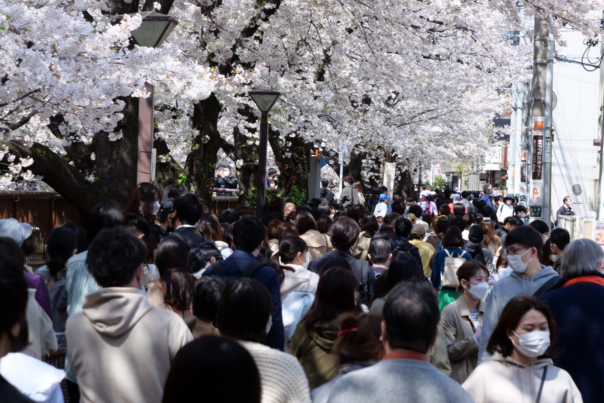 桜満開の中目黒は異常な大混雑 ソーシャルディスタンスゼロで感染再爆発は不可避か Sirabeenakameguro Sakura8