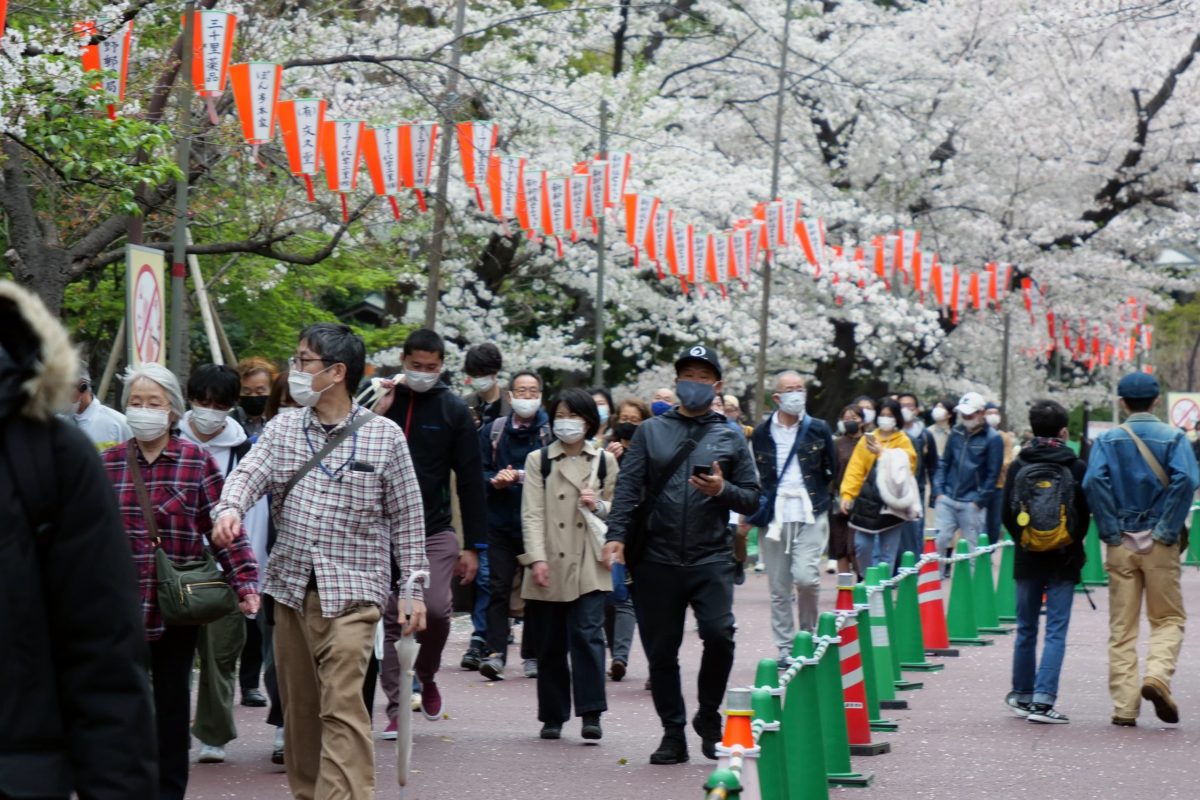 sirabee20210328ueno_sakura2