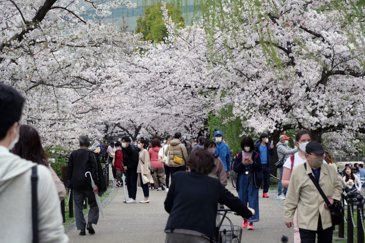 sirabee20210328ueno_sakura6