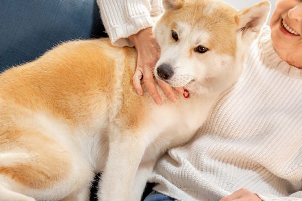 犬・愛犬・飼い犬・女性