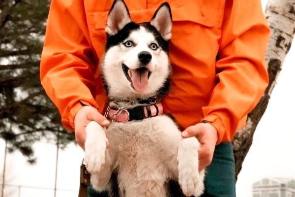 ハスキー・ハスキー犬・男性